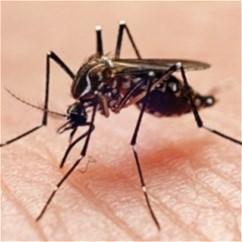 Что вы знаете о комарах на самом деле?